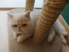 -飞行喵MR PILOT|猫舍·猫咖(静安大融城店)