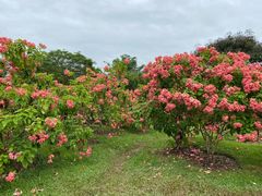 -中国科学院西双版纳热带植物园