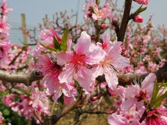 -南汇老顾农家乐采摘大团水蜜桃采摘店