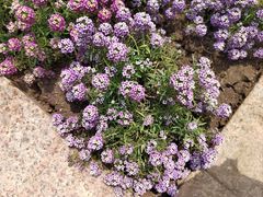 -北京市海淀外国语实验学校