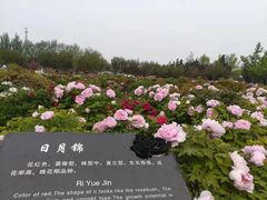 -曹州牡丹园