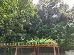 -银湖山郊野公园-相思林