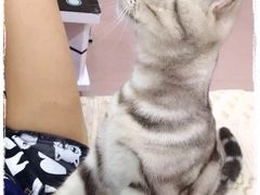 -纳吉亚猫专科动物诊疗中心(蒋宅口分院)