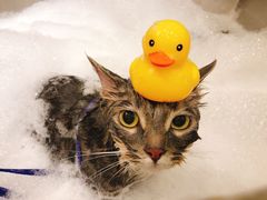 -PETKIT小佩宠物(古北店)