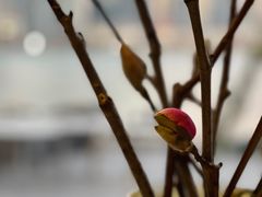 -青岛第三海水浴场