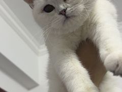 -喵zoo家庭繁育猫舍(尖东智能花园店)
