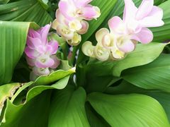 -中国科学院华南植物园