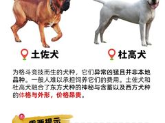 -翊宠yipet猫狗购宠庄园