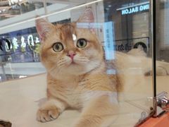 -三花喵·撸猫购宠·宠物生活馆(虹桥南丰城店)