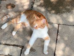 -龙华素斋(龙华路店)