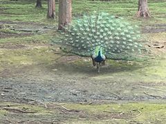 -黄海国家森林公园