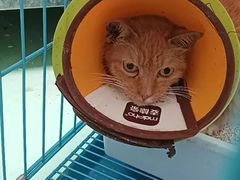 -瑞派宠物医院(搏威敦和院)