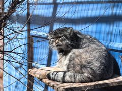 -青藏高原野生动物园