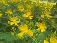 -昆山城市生态森林公园