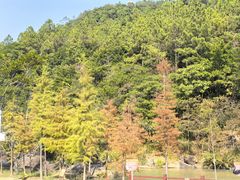 -广州白江湖森林公园