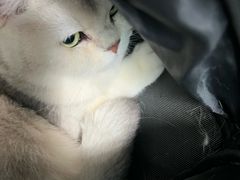 -邢大夫动物医院