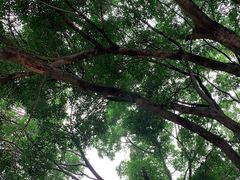 -东莞植物园
