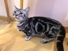 -猫咪派对(江南西店)
