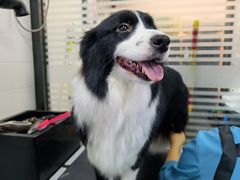 -瑞派宠物医院·24小时骨科·心脏·核磁(哈尔滨南岗店)