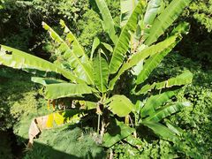 -西双版纳原始森林公园