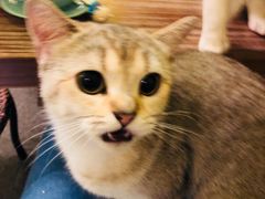 -猫色咖啡·猫咖