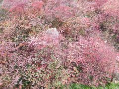 -白塘生态植物园