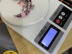 -酷以爬仙阁实体爬宠店·守宫·蜥蜴·专业繁育