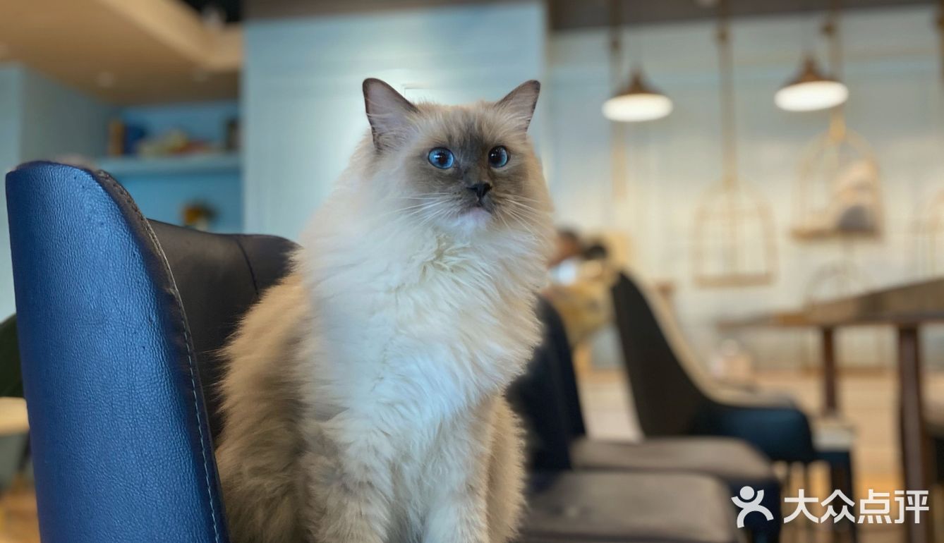 咖｜2只驼驼+27只猫猫的至尊服务