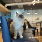 咖｜2只驼驼+27只猫猫的至尊服务