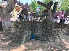 -辛玛王国游乐园