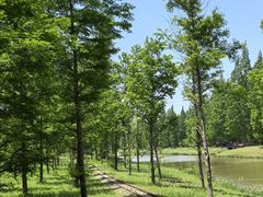 -黄海国家森林公园