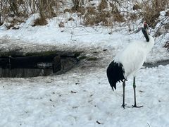 -钏路市丹顶鹤自然公园