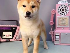 -BABIT巴比特宠物(MOMOPARK店)