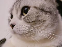 -70cat德文卷毛猫·缅因猫纯种猫舍