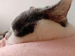 -爱妮康宠物医院·干细胞免疫细胞·肿瘤·心脏(张江店)