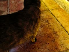 -Sirena海妖日咖夜酒