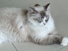 -怪兽屋·羊驼·猫咖·狗咖(俊华广场店)