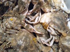 蟹子-鼎香缘海鲜自助火锅烤肉(锦辉购物广场店)