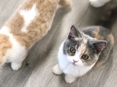 -Heymao猫咖.咖啡厅(东门店)