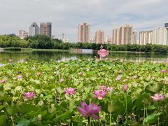 -莲花池公园