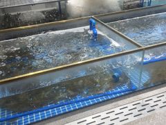 -半岛听涛蒸汽海鲜自助(K11店)