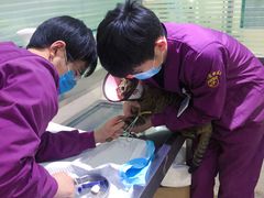 -暖阳宠物医院·犬猫康复中心·骨科
