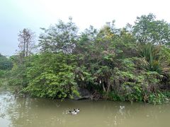 -海珠湖公园