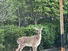 -不觉晓CAMPING(上海迪士尼营地店)