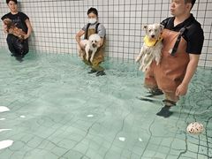 -柚子宠物(伊珊娜调理店)