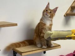 -猫十亿·布偶金渐层·曼基康矮脚猫舍(青年路店)