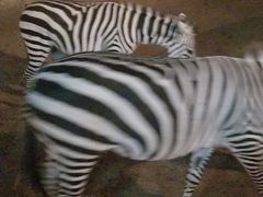 -清迈夜间动物园