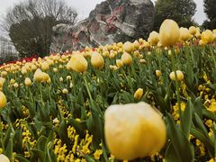 -东平国家森林公园