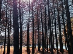 -梁鸿国家湿地公园
