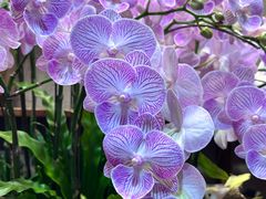 -双季花艺园艺市场(浦东店)